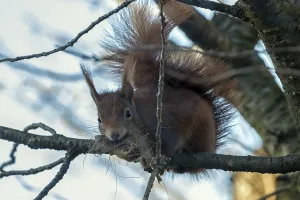 Empty Forest Landscapes Drucke: Squirrel (Sciurus) sitting on a branch
