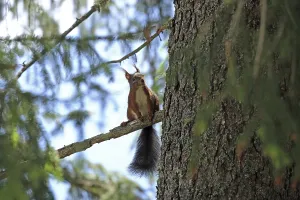 Southern Germany Animal Photos Drucke: Squirrel (Sciurus) sitting on a tree trunk