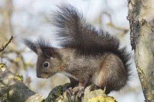 Eichhörnchen (Sciurus vulgaris)