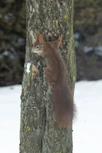 Tree Trunk Animals Drucke: Squirrel (Sciurus vulgaris)