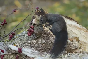 Deserted Tree Stump Scene Drucke: Squirrel (Sciurus vulgaris)