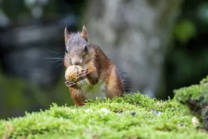 Animal Feed In Europe Drucke: Squirrel (Sciurus vulgaris), eats walnut