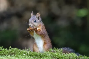 Sciurus Vulgaris Behavior Drucke: Squirrel (Sciurus vulgaris), eats walnut