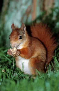 Sciurus Vulgaris Europe Drucke: Squirrel, squirrel eats nut, Sciurus vulgaris