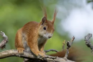 Central Europe Outdoor Scenes Drucke: Squirrel in a tree