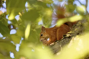 Central Europe Wildlife Photo Drucke: Squirrel in a tree