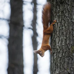 Tree Dwelling Animal Drucke: Squirrel on a tree