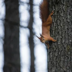 Empty Forest Landscape Drucke: Squirrel on a tree