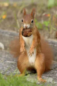 Rodent Foraging Behavior Drucke: Squirrel with walnut