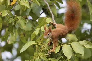 Deserted Forest Scenes Drucke: Squirrel in the walnut tree