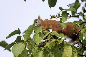 Deserted Deciduous Trees Drucke: Squirrel in a walnut tree