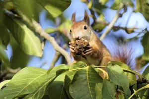 Rodent Animal Photography Drucke: Squirrel in a walnut tree