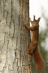 Deserted Deciduous Trees Drucke: Squirrel at the walnut tree