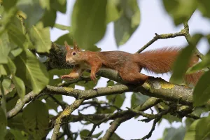 Rodent Mammal Europe Drucke: Squirrel in the walnut tree