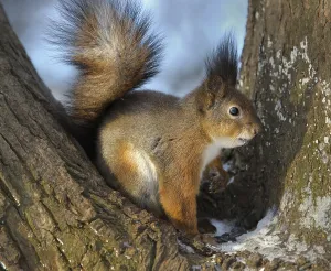 No People In Winter Landscape Drucke: The squirrel in the winter in a tree fork