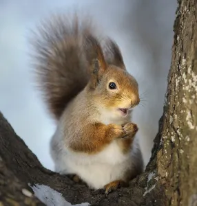 Empty Forest Landscape Drucke: The squirrel in the winter in a tree fork