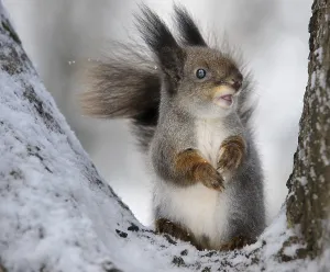 Deserted Animal Scene Drucke: The squirrel in the winter in a tree fork