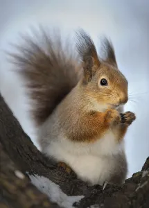 No People In Winter Drucke: The squirrel in the winter in a tree fork
