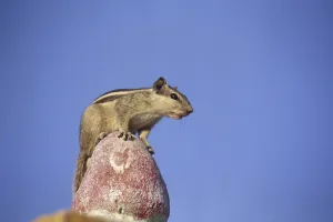 Squirrel Images Drucke: Squirrels