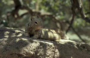 Empty Forest Scenes Drucke: Squirrels (Sciuridae)