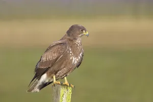 Nature Lower Saxony Drucke: Steppe buzzard (Buteo buteo) stands on a post