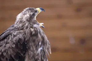 Animal Portrait In Nature Drucke: Steppe Eagle