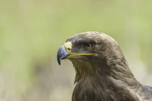 Grassland Animals Drucke: Steppe Eagle