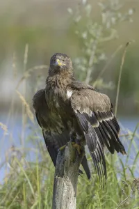 Grassland Animals Drucke: Steppe Eagle