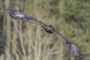 In Flight Photos Drucke: Steppe Eagle
