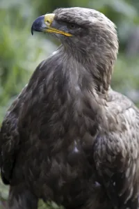 Wildlife Photography Eagles Drucke: Steppe Eagle