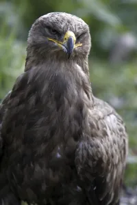 Wildlife Photography Eagles Drucke: Steppe Eagle