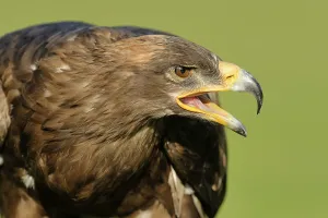 Accipitridae Species Photos Drucke: Steppe Eagle