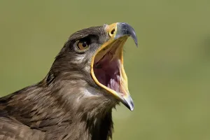 Accipitridae Species Photo Drucke: Steppe Eagle