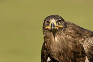 Wild Animal Aggression Drucke: Steppe eagle