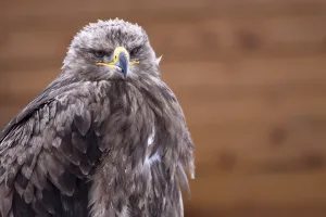 Accipitridae Species Photos Drucke: Steppe Eagle