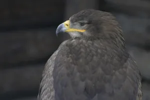Wildlife Photography Eagles Drucke: Steppe Eagle