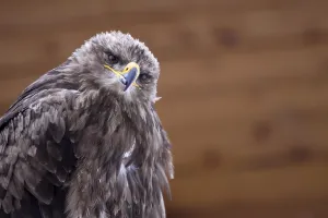 Raptor Head Shot Photo Drucke: Steppe Eagle