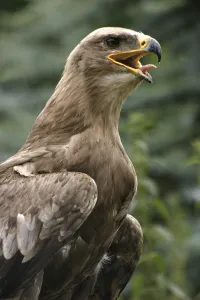 Birds Of Prey Conservation Drucke: Steppe Eagle