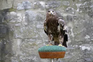 Wildlife Animal Behaviour Drucke: Steppe Eagle