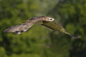 Birds Flying High Drucke: Steppe eagle in flight