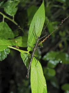 Flying Insect Nature Drucke: Stick insect (Phasmatodea)