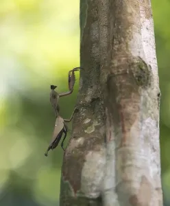 Southeast Asia Nature Images Drucke: Stick insect (Phasmatodea) on tree trunk