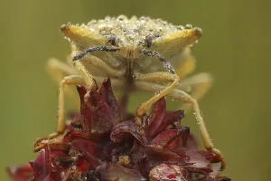 True Bugs In Nature Drucke: Stink Bug (Carpocoris fuscispinus)
