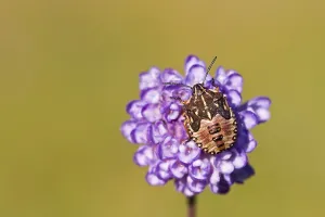 Shield Bug Drucke: Stink Bug or Shield Bug (Pentatomidae)