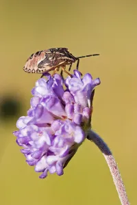 Shield Bug Drucke: Stink Bug or Shield Bug (Pentatomidae)