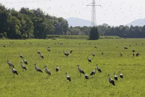 Deserted Power Pole Scene Drucke: Storks