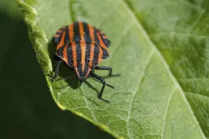 True Bug Photography Drucke: Stripe bug