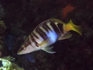 Ray Finned Fish Europe Drucke: A striped fish, the scribbled perch (Serranus scriba)
