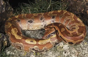 Sumatran short-tailed python, Sumatran short-tailed pythons