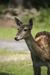 Summer Coat Deer Drucke: In the summer coat